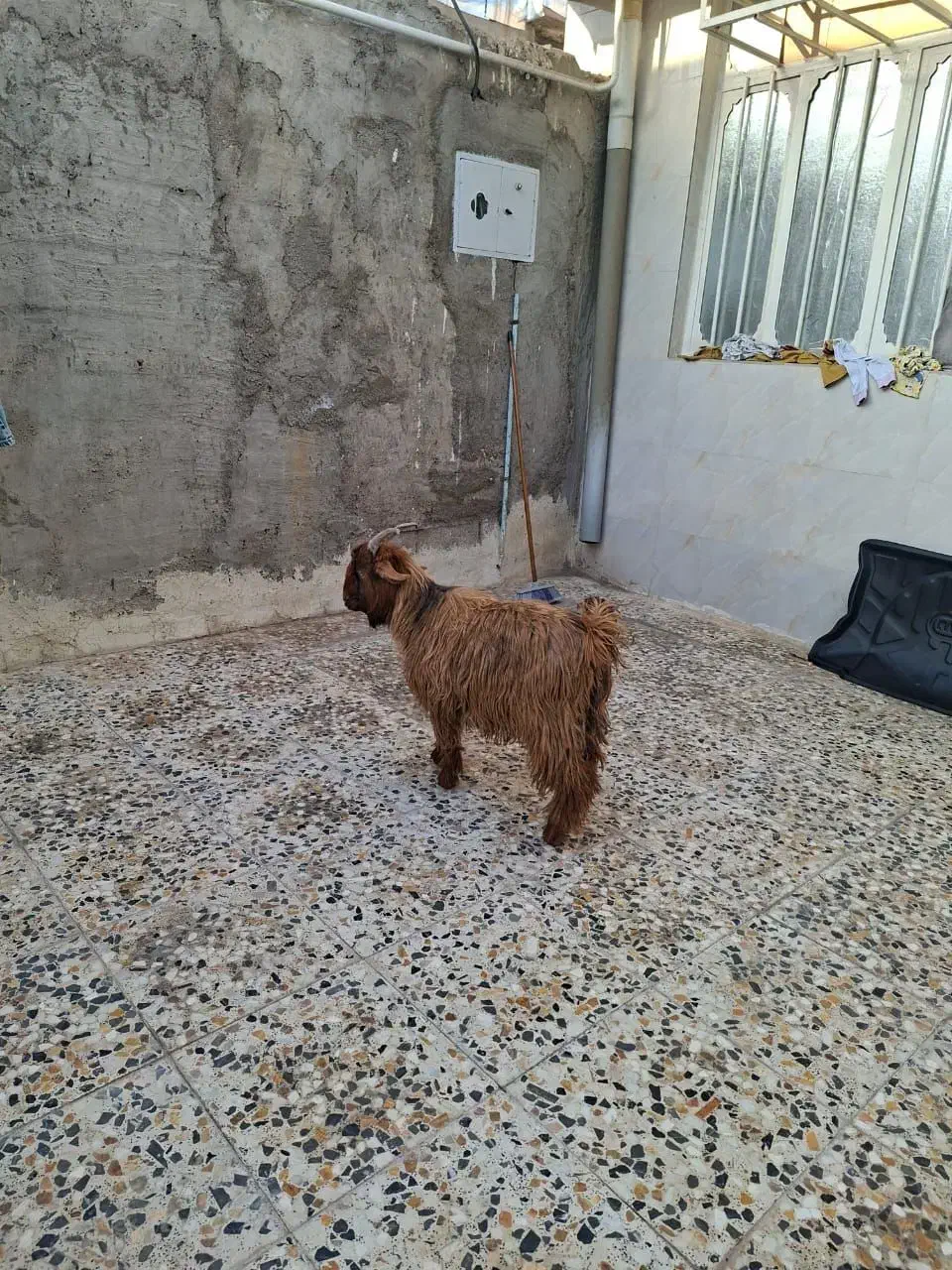 بیگ نر|حیوانات مزرعه|مسجد سلیمان, |دیوار