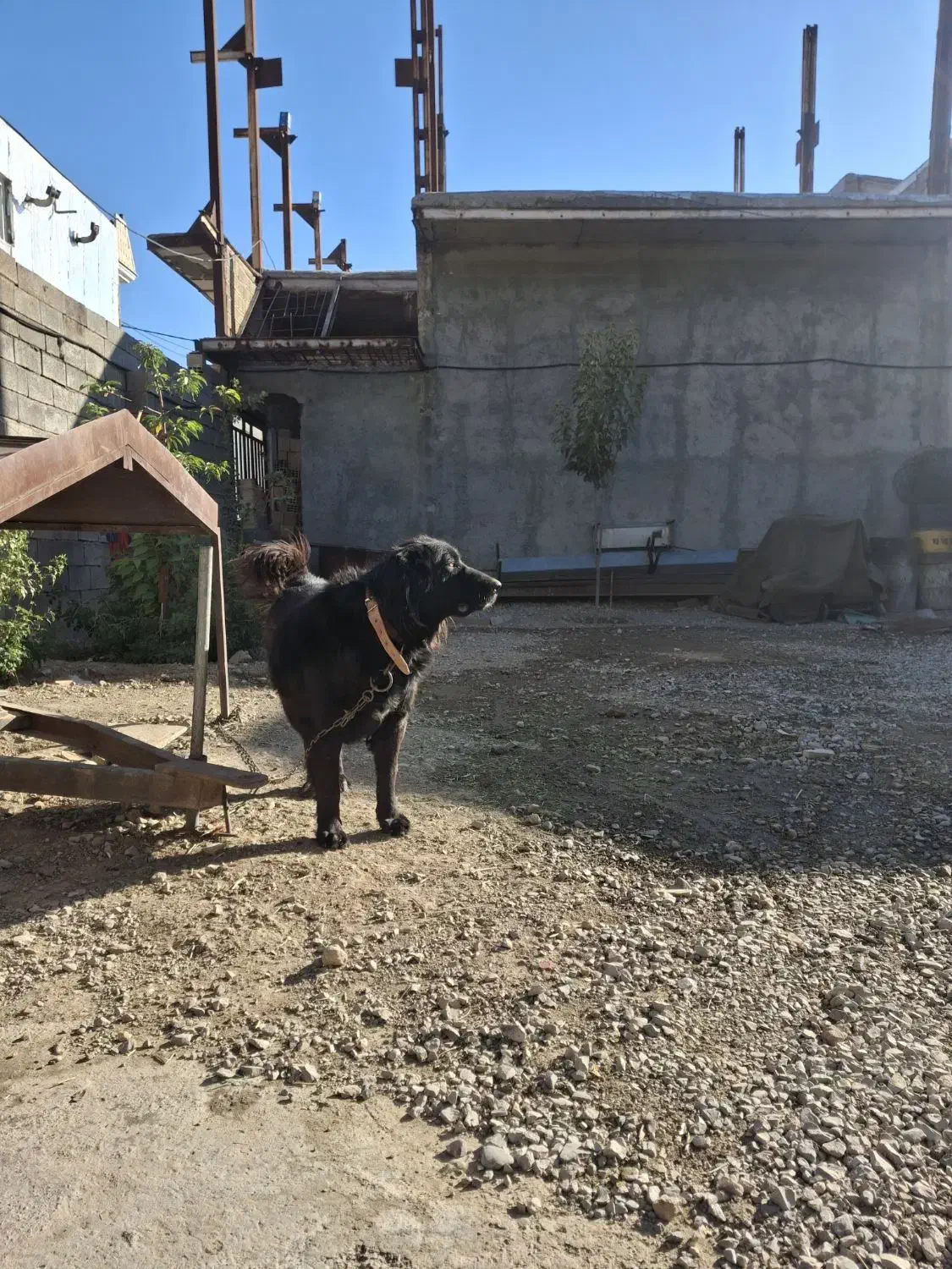 سگ قدرجونی|سگ|بیستون, |دیوار