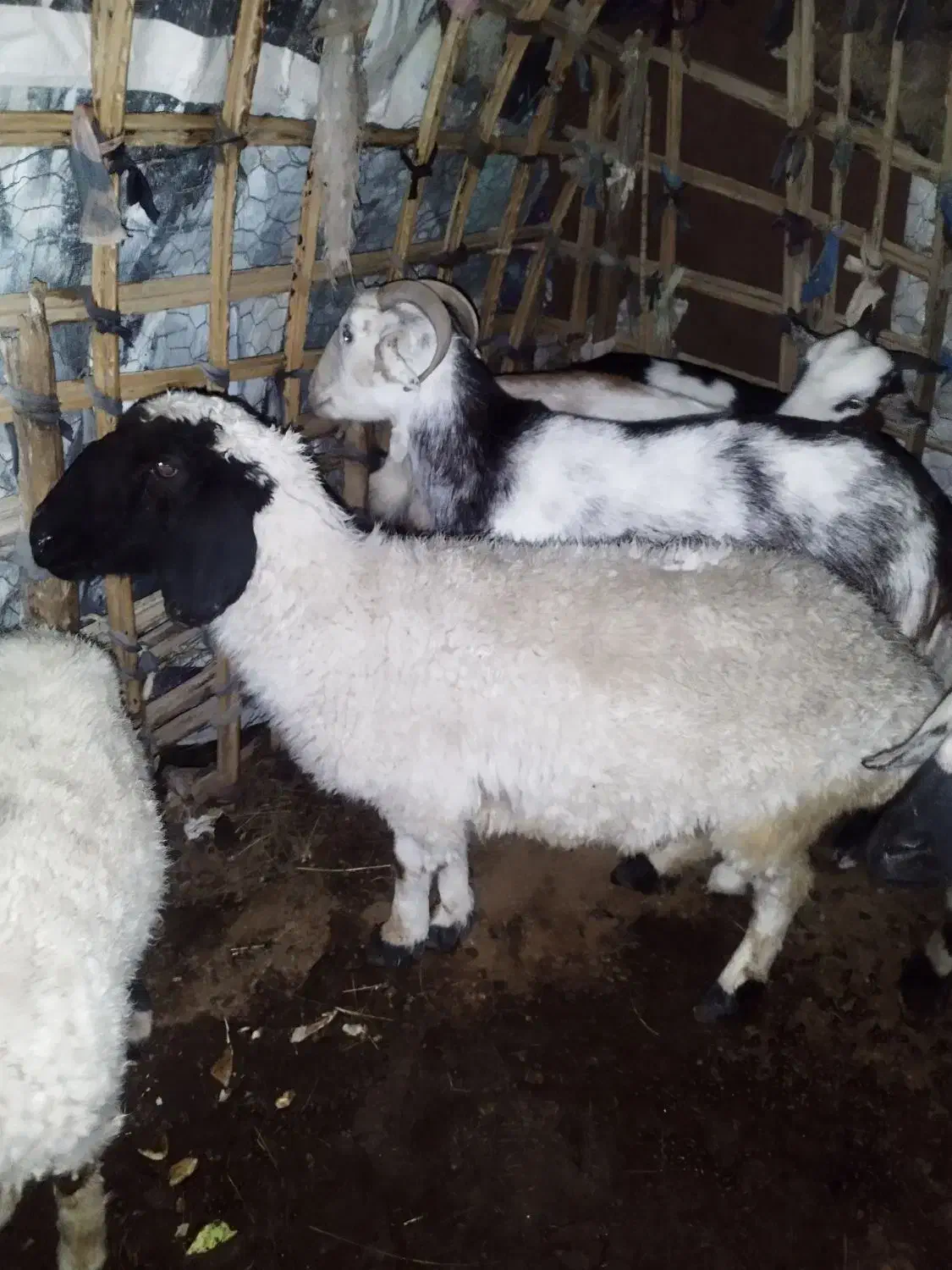 میش|حیوانات مزرعه|سندرک, |دیوار