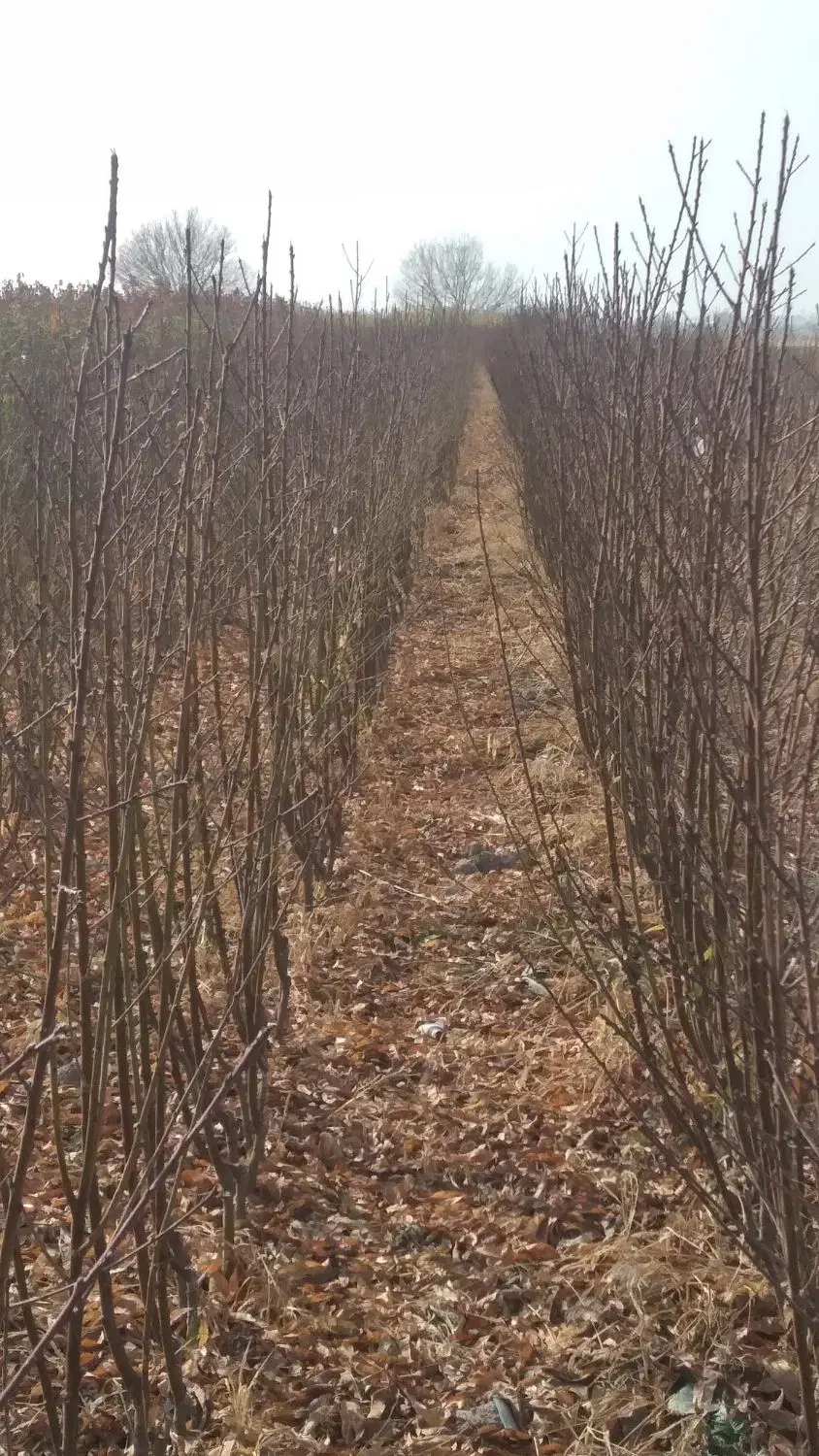 نهالونهالستانشناسهدارگیلاسی|خدمات باغبانی و درختکاری|گلبهار, نوبهار|دیوار