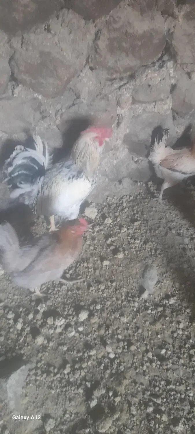 مرغ محلی|حیوانات مزرعه|سر آسیاب یوسفی, |دیوار