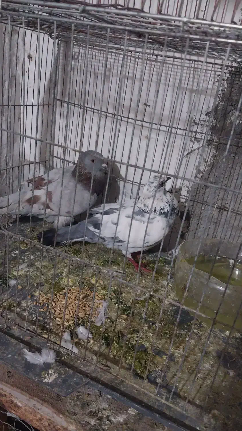 کفتر خوب به شرط|پرنده|شهریار, رزکان|دیوار