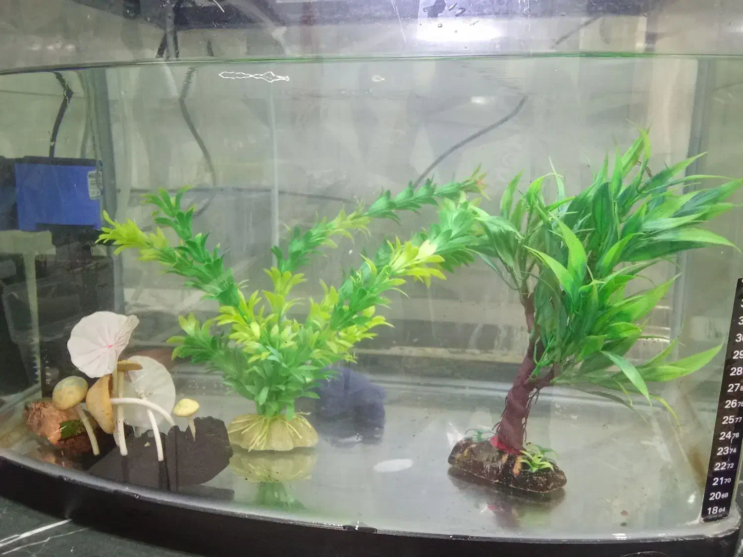 آکواریوم شرکتی|ماهی|کرج, شاهینویلا|دیوار