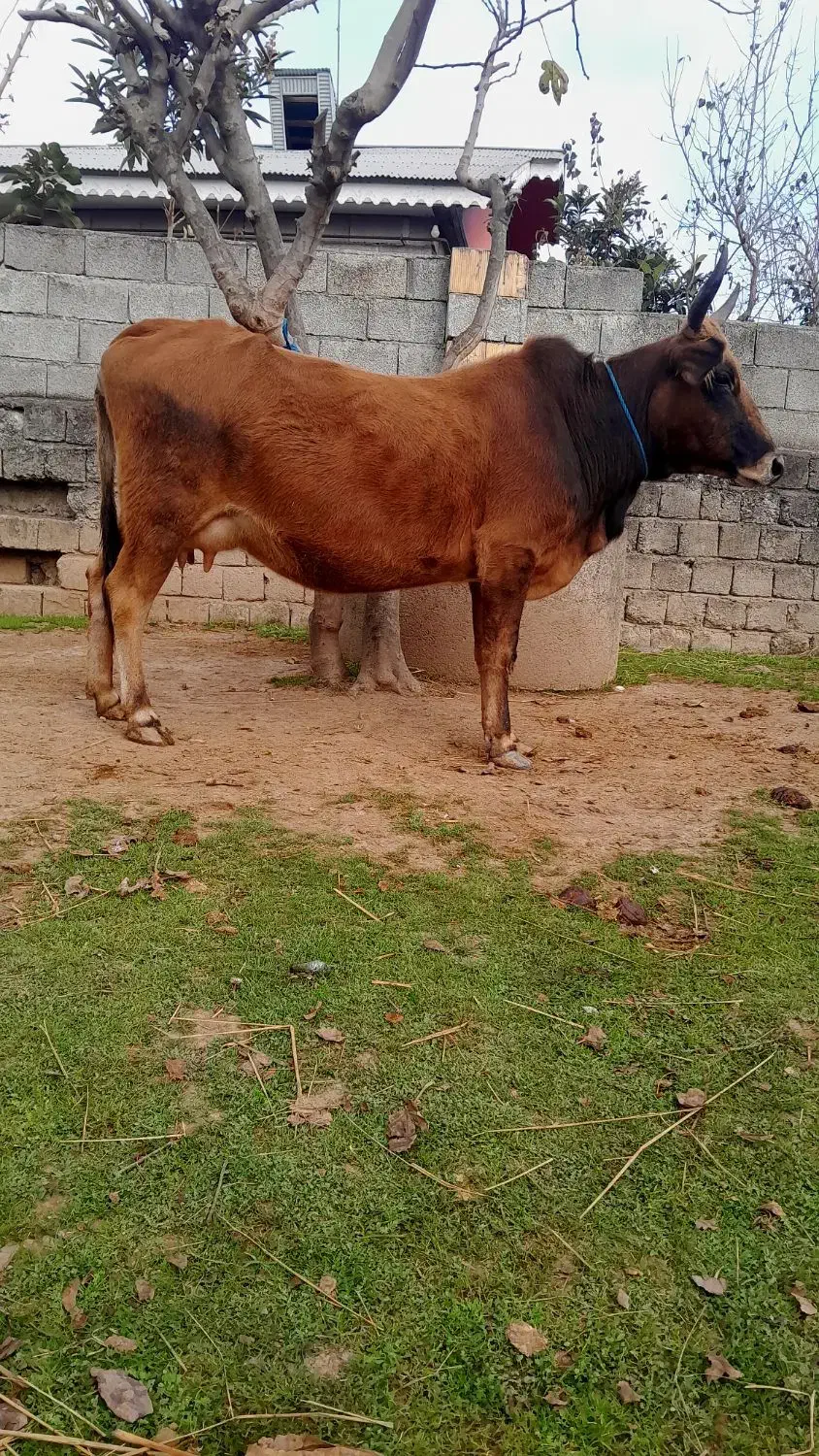 گاو با گوساله لوکس|حیوانات مزرعه|رشت, حمیدیان|دیوار