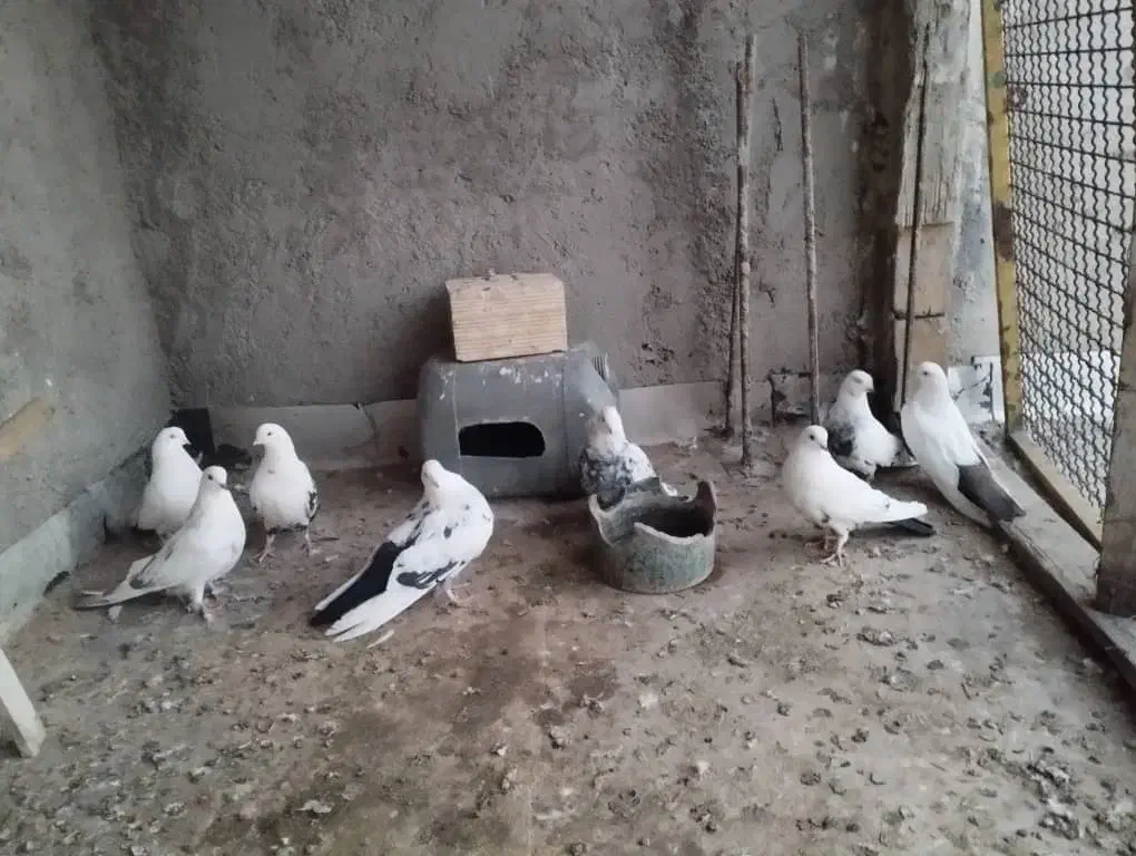 دمی|پرنده|میانه, |دیوار