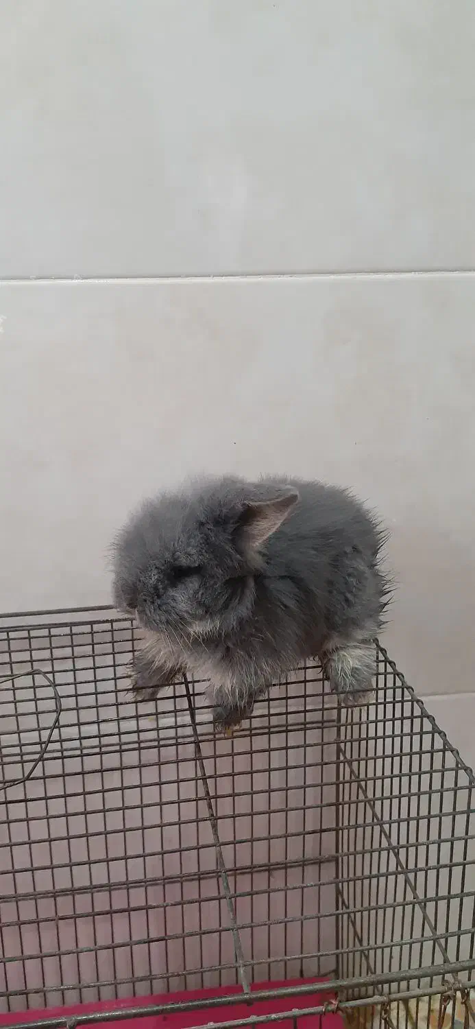 خرگوش|موش و خرگوش|قائمشهر, |دیوار