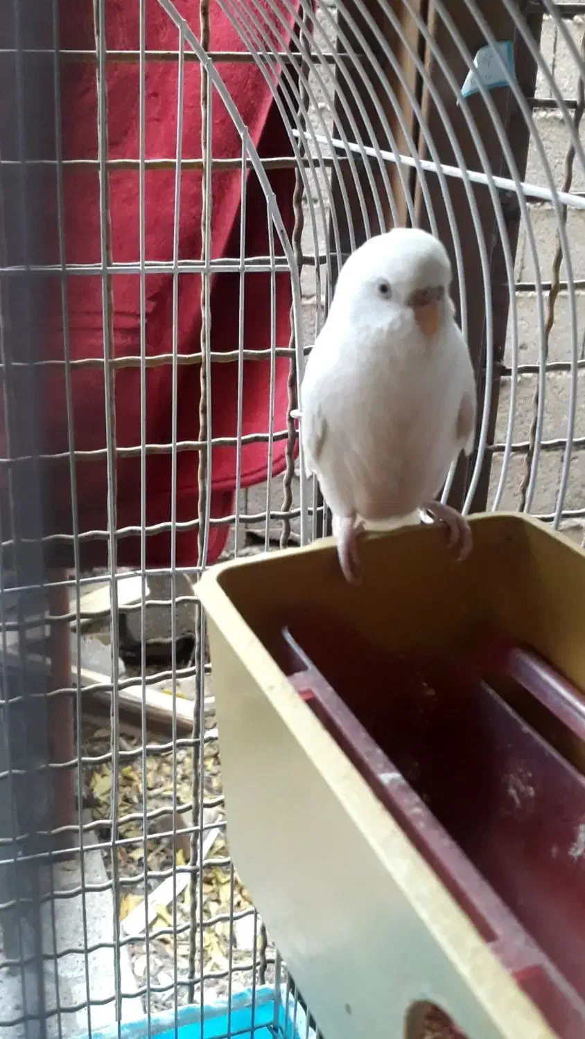 مرغ عشق|پرنده|مشهد, کارگران|دیوار