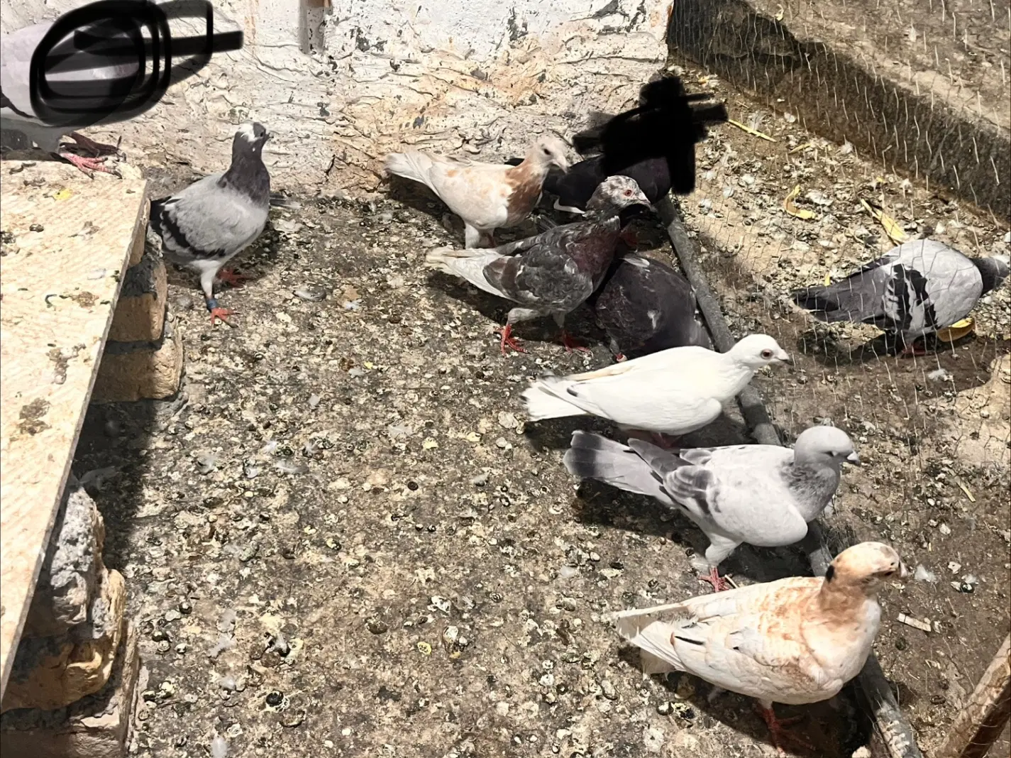۷عدد|پرنده|مشهد, محمدآباد|دیوار