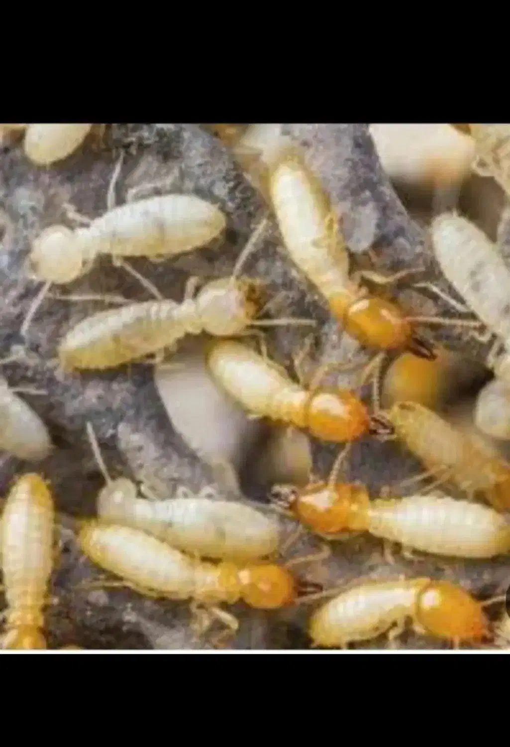 سمپاشی تضمینی|خدمات نظافت|ایلام, |دیوار