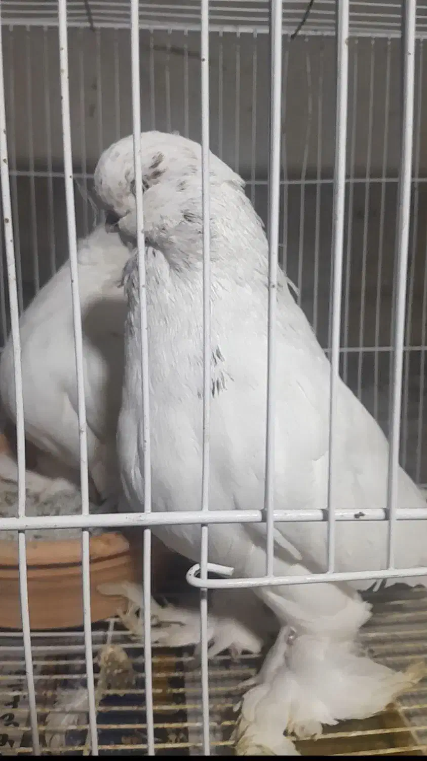 کبووترلانگ|پرنده|آمل, |دیوار