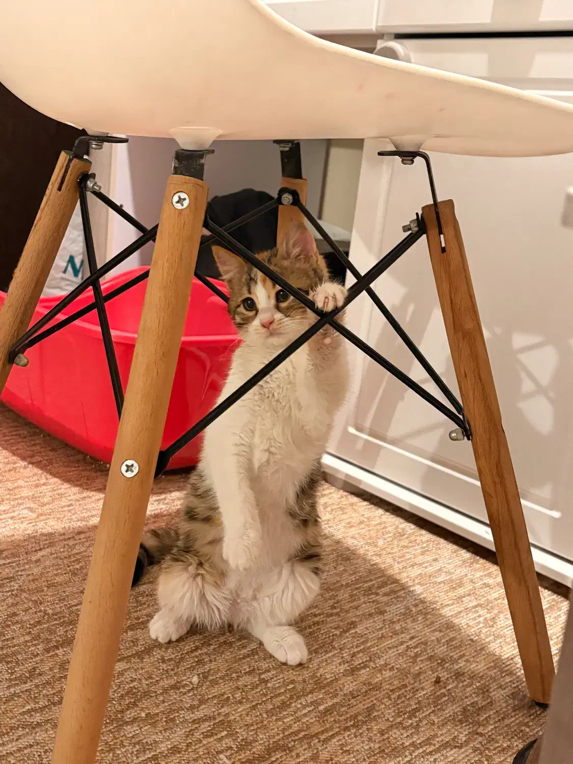 بچه گربه گمشده|حیوانات|شیراز, کلاهدوز|دیوار