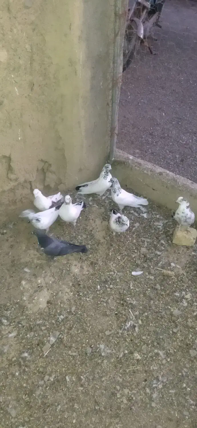 کفتر|پرنده|ساروق, |دیوار