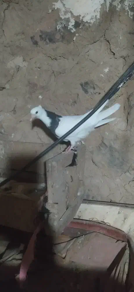 جوجه طوقی|پرنده|ایذه, |دیوار