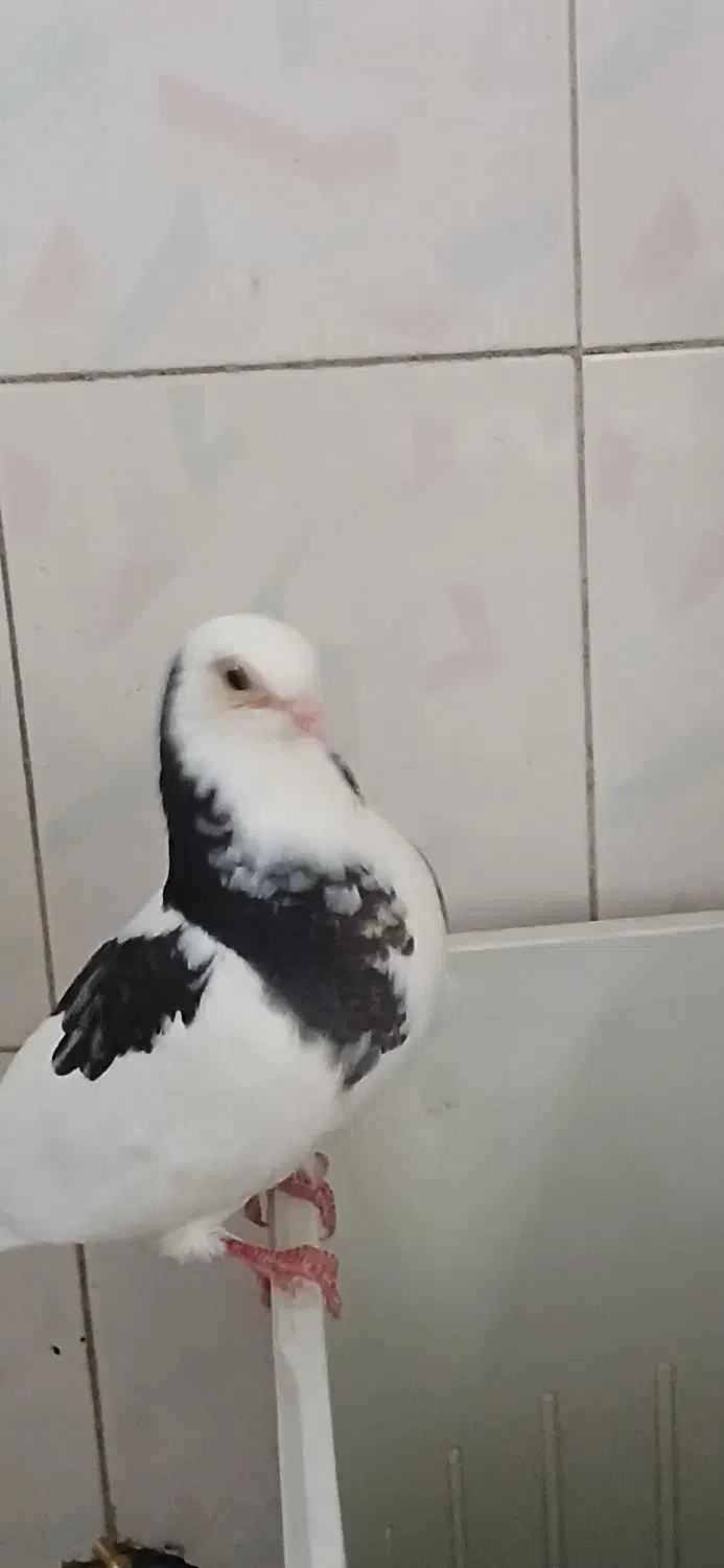 کبوتر غریب|حیوانات|شهریار, شهریار|دیوار