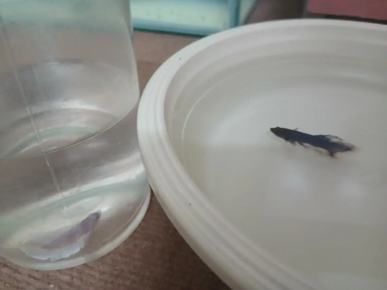 فایتر. گوپی.|ماهی|مشهد, موسوی قوچانی|دیوار