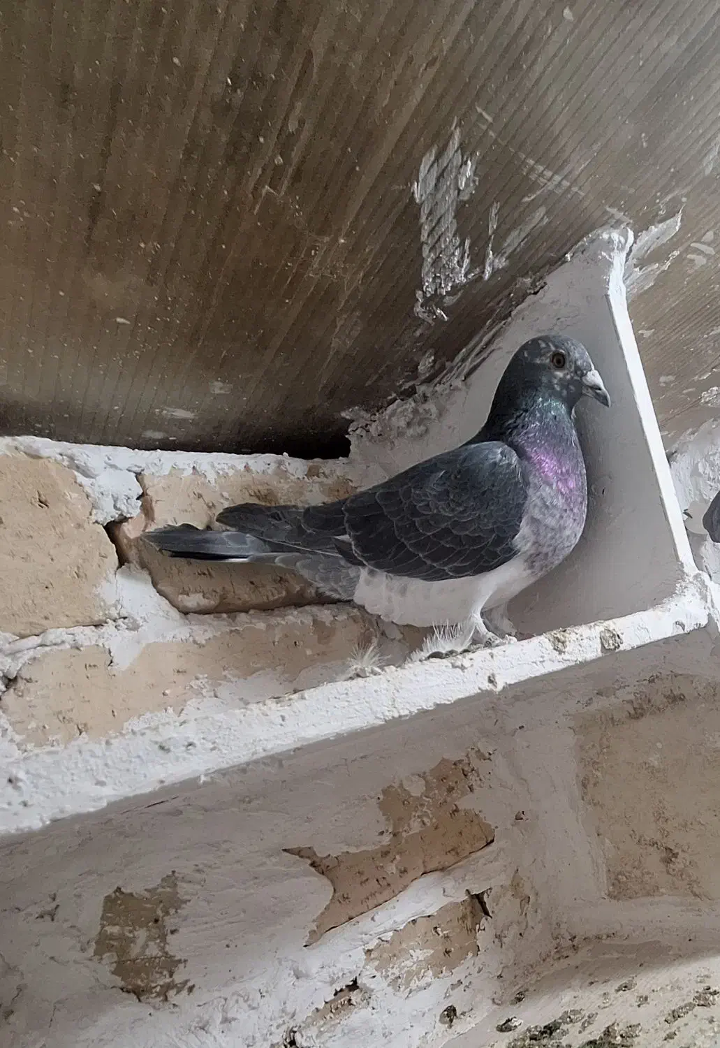 کفتر پلاکی|پرنده|مشکیندشت, |دیوار