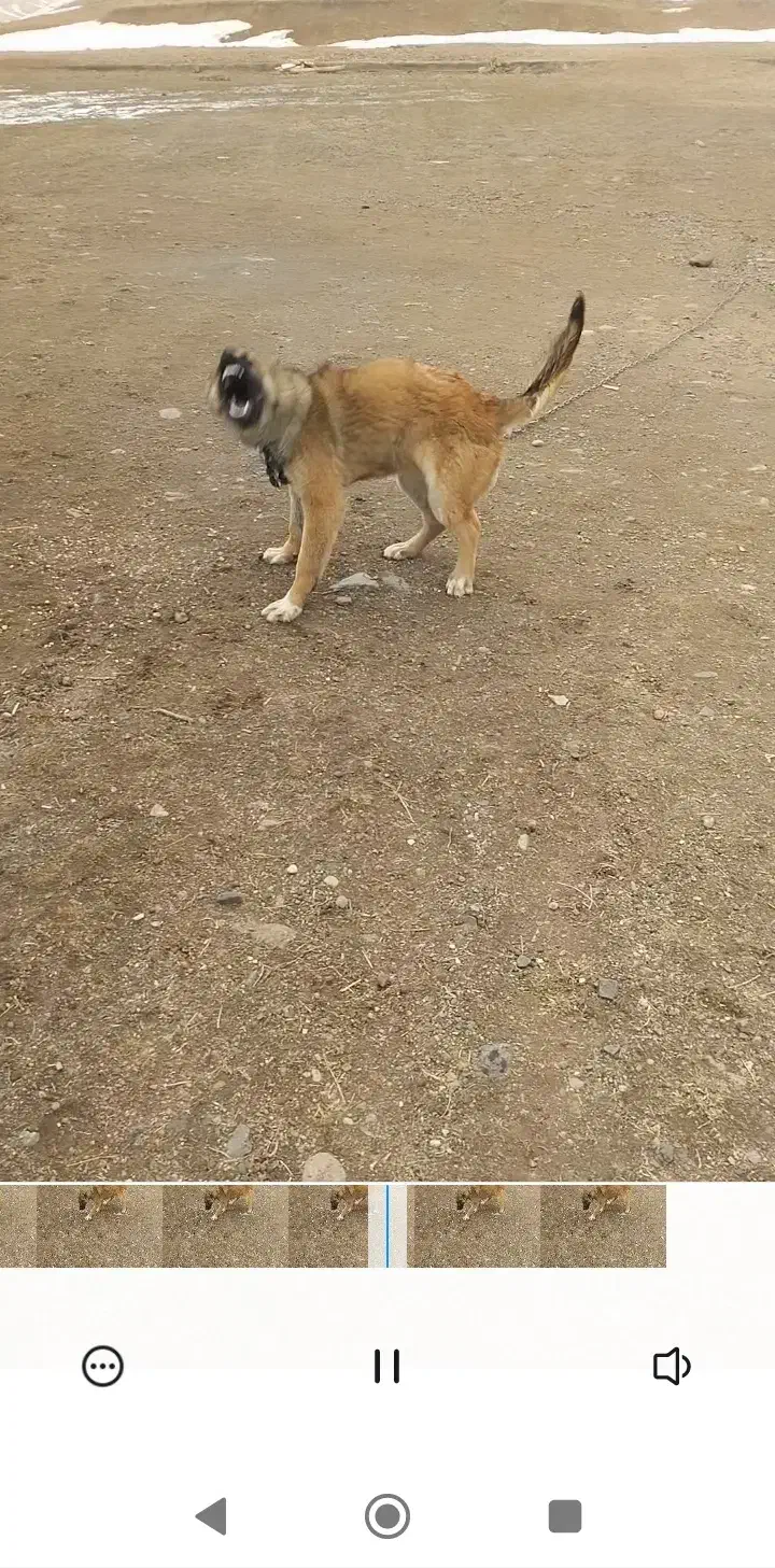 توله فروشی|سگ|ترکمانچای, |دیوار