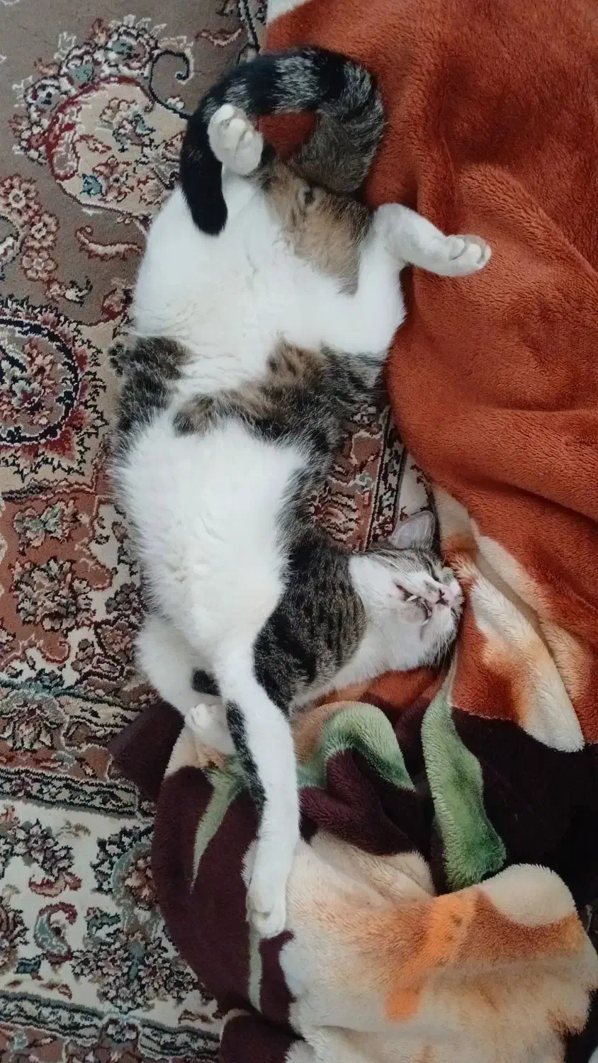 گمشده|حیوانات|صادق آباد, |دیوار