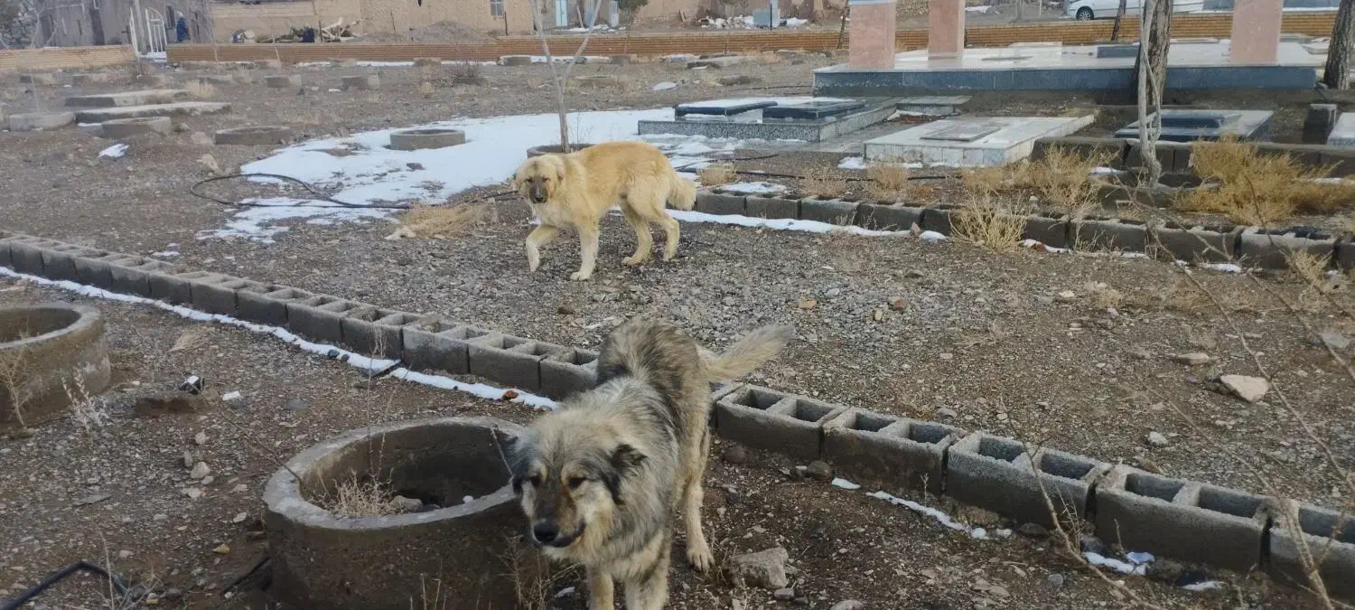 سگ سرابی|سگ|بیرجند, |دیوار