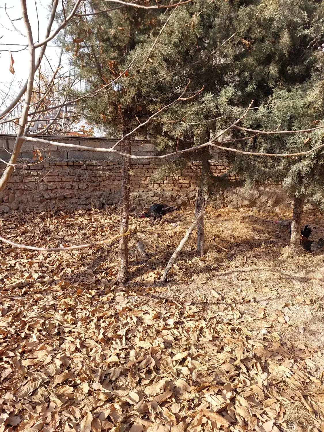 بوقلمون ماده|حیوانات مزرعه|هشتگرد, هیو|دیوار