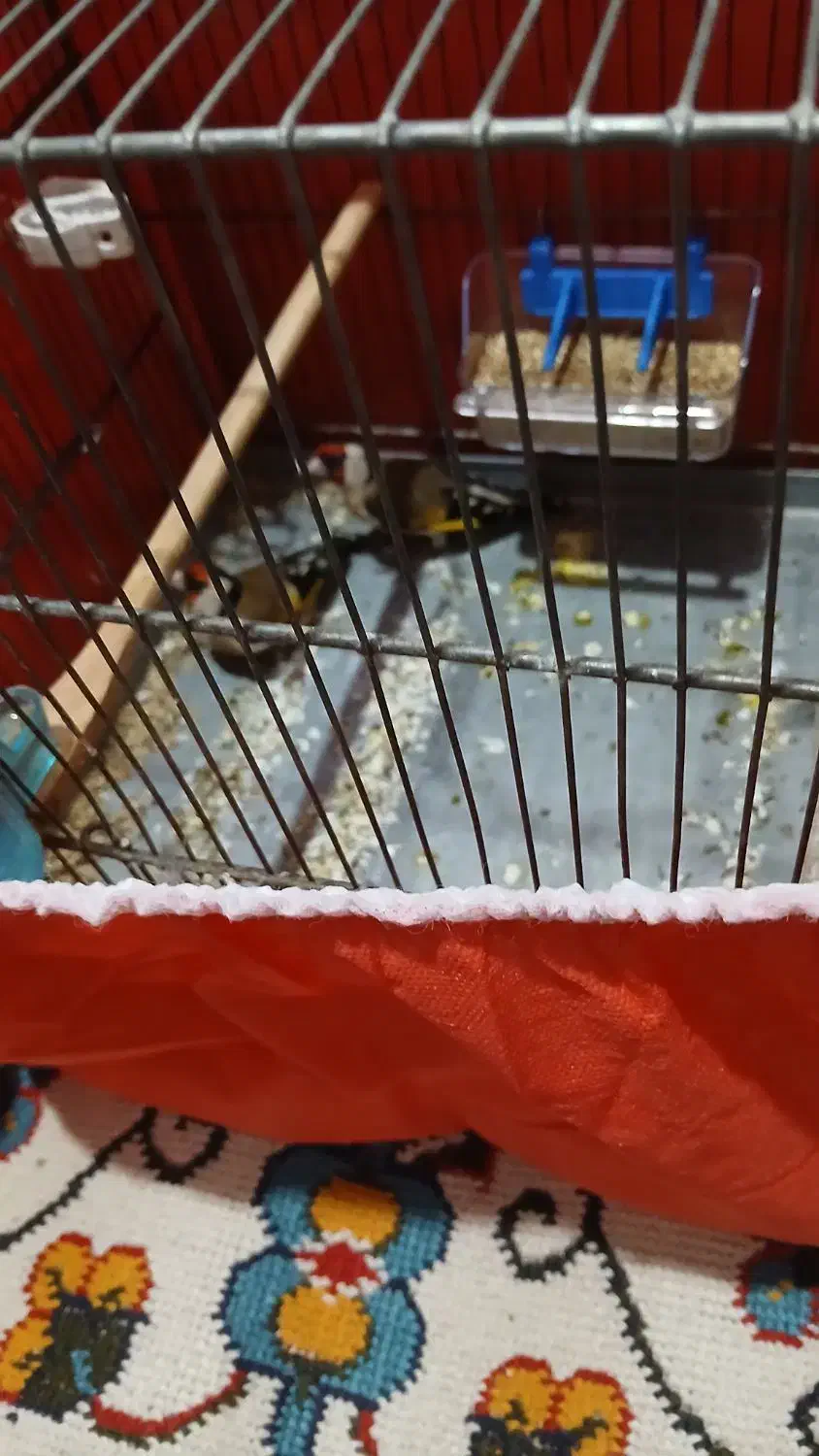 سهره باغی|پرنده|کوهدشت, |دیوار