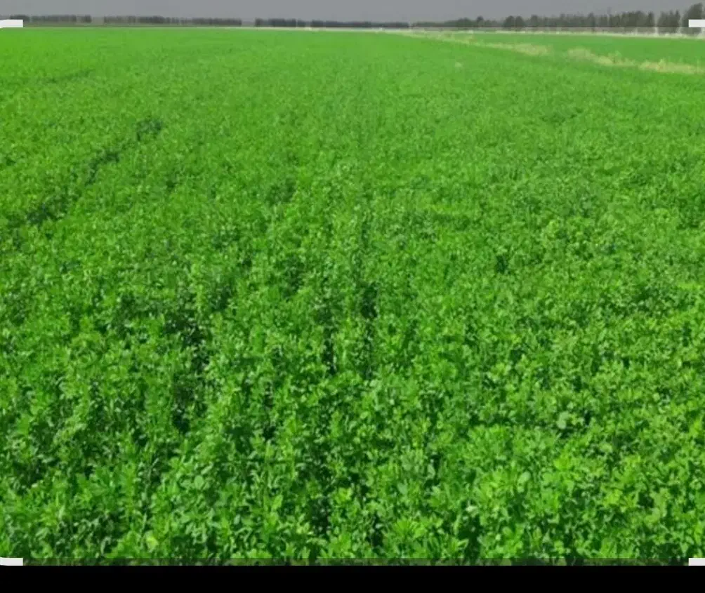 یونجه سبز|فروش زمین و ملک کلنگی|رامهرمز, |دیوار