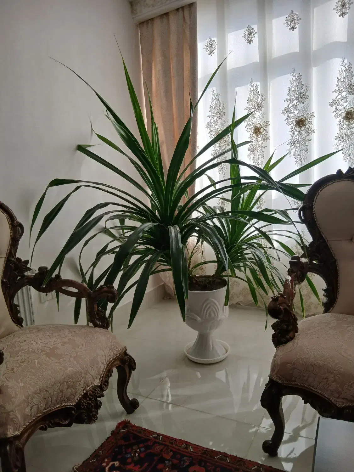 گل زینتی مخصوص فضای بزرگ|گل و گیاه طبیعی|سراب, |دیوار