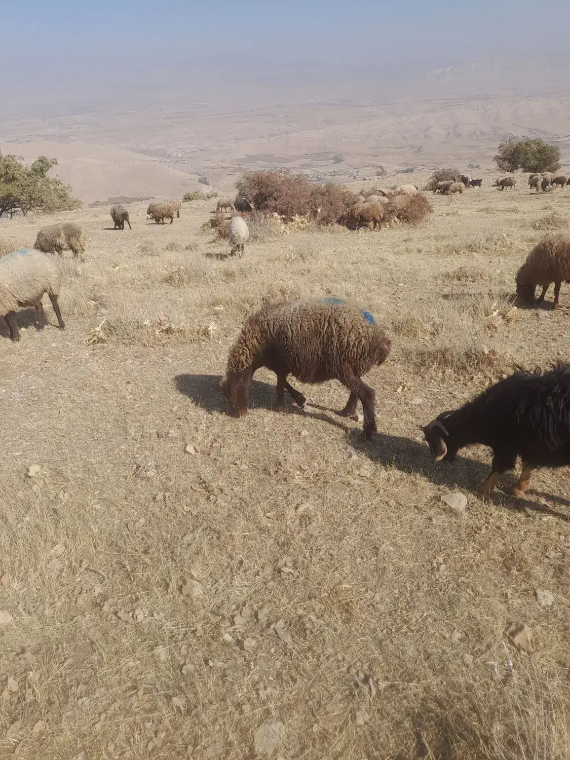 میش آبستن|حیوانات مزرعه|کوهدشت, |دیوار