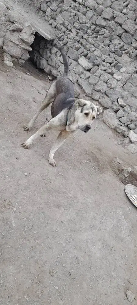 سگ گمشده|حیوانات|نوشین شهر, |دیوار