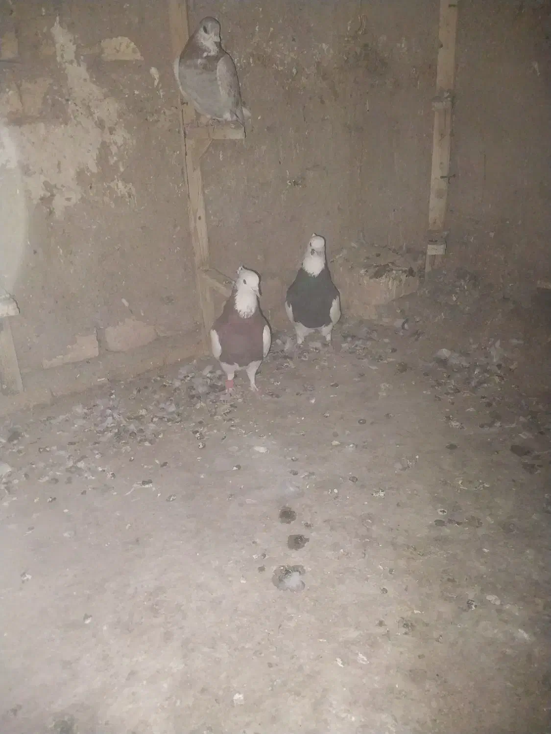 دو عدد گفتر زبیا|پرنده|قائن, |دیوار