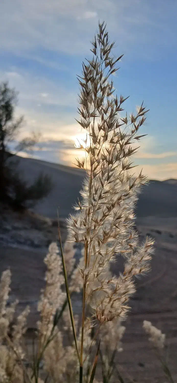 سفر آفرودی و کمپینگ|تور و چارتر|تهران, ابوذر|دیوار
