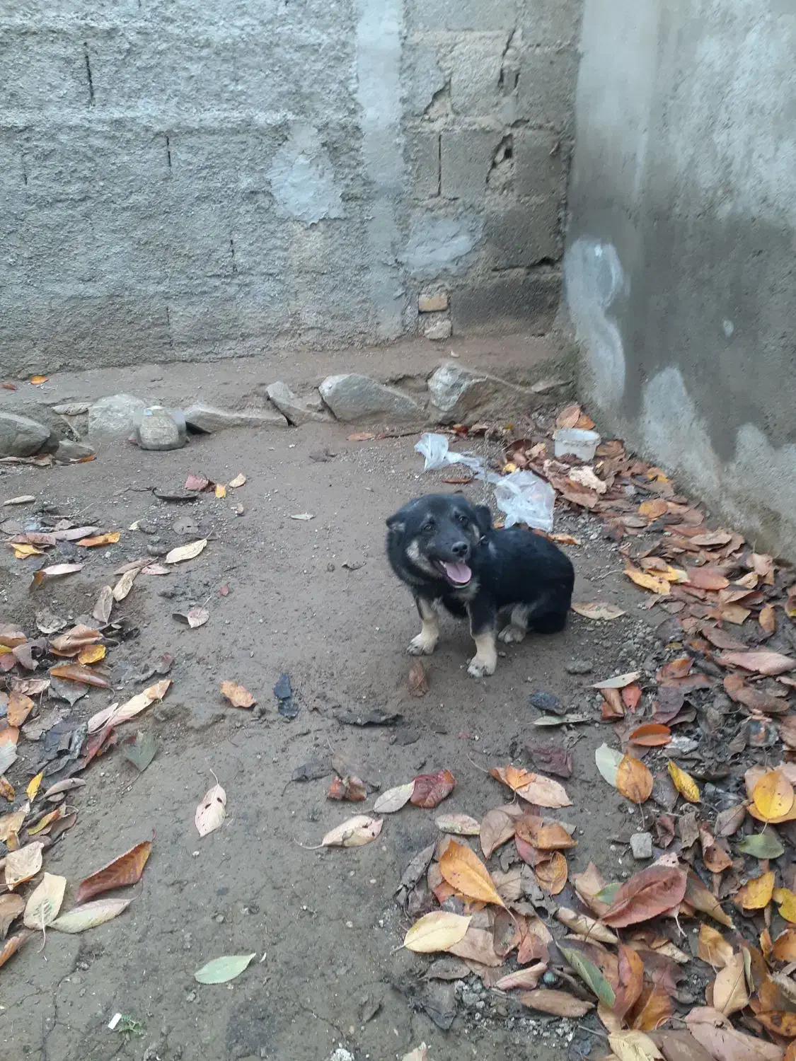 سک گرگی پاکوتاه|سگ|گرمی, |دیوار