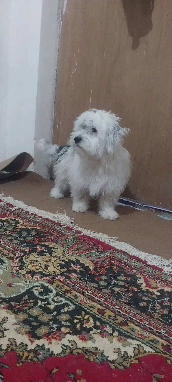 ۵ماهه|سگ|شیروان (خراسان), |دیوار