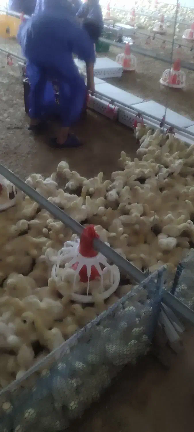 نیازمند سالندار|استخدام صنعتی، فنی، مهندسی|آق قلا, |دیوار