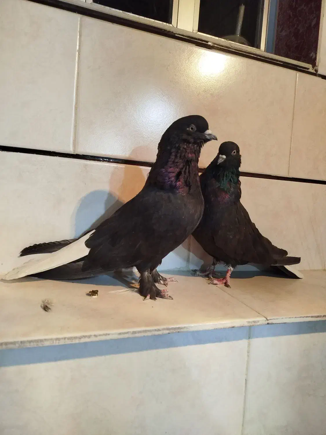 کبوتر سیاه|پرنده|فارسان, |دیوار