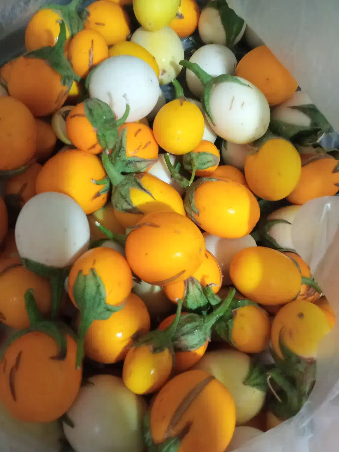 بذر بادمجان تخم مرغی و ...|حراج|اهواز, شهرک دانشگاه|دیوار