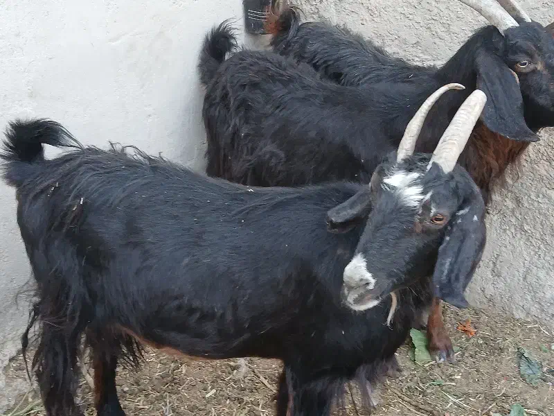 بز ‌|حیوانات مزرعه|طسوج, |دیوار