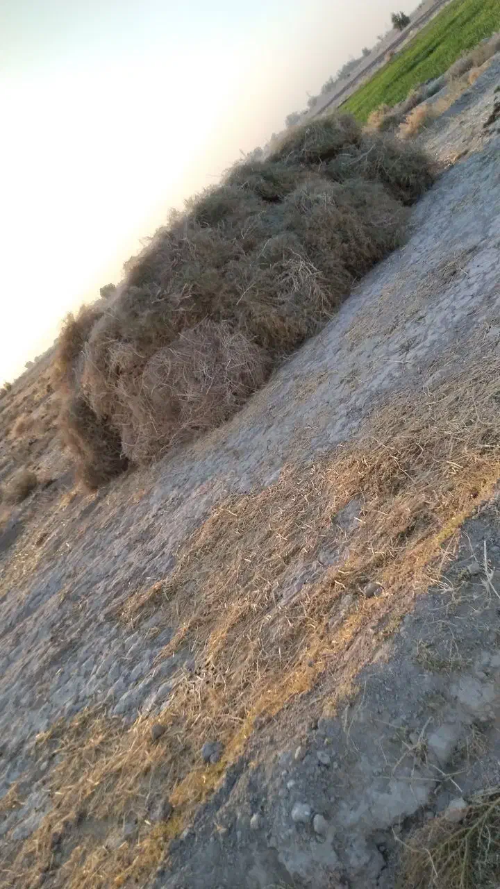 خار فروشی|حیوانات مزرعه|جزنیک, |دیوار