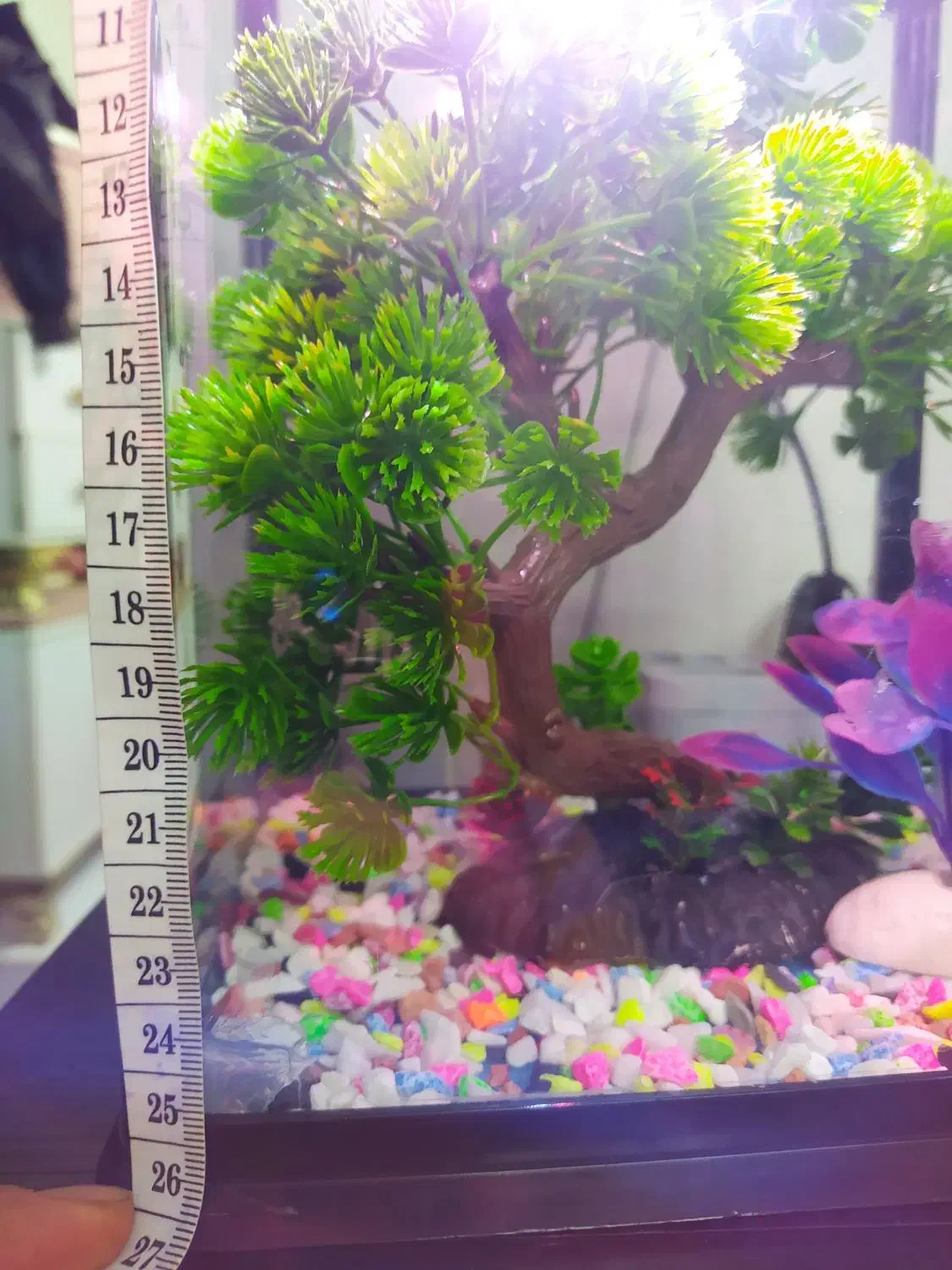 اکواریوم شرکتیه|ماهی|قزوین, |دیوار