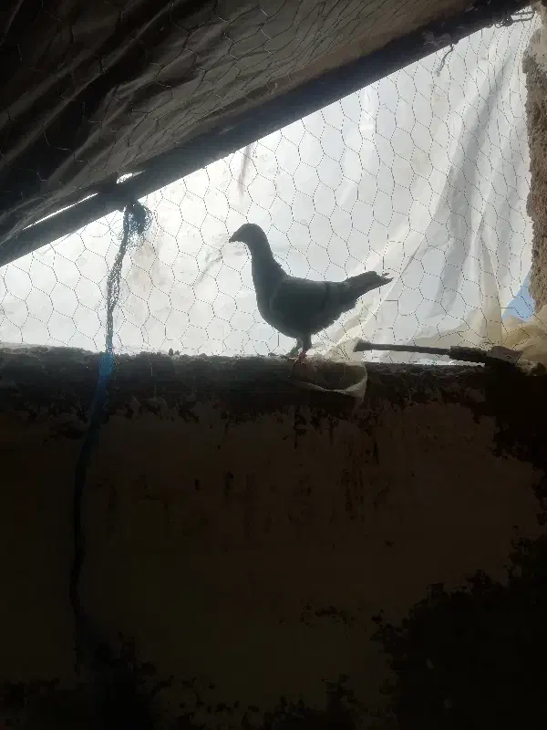 جوجه زرد پلاکی باخت خورده|پرنده|مرودشت, ثبت احوال|دیوار