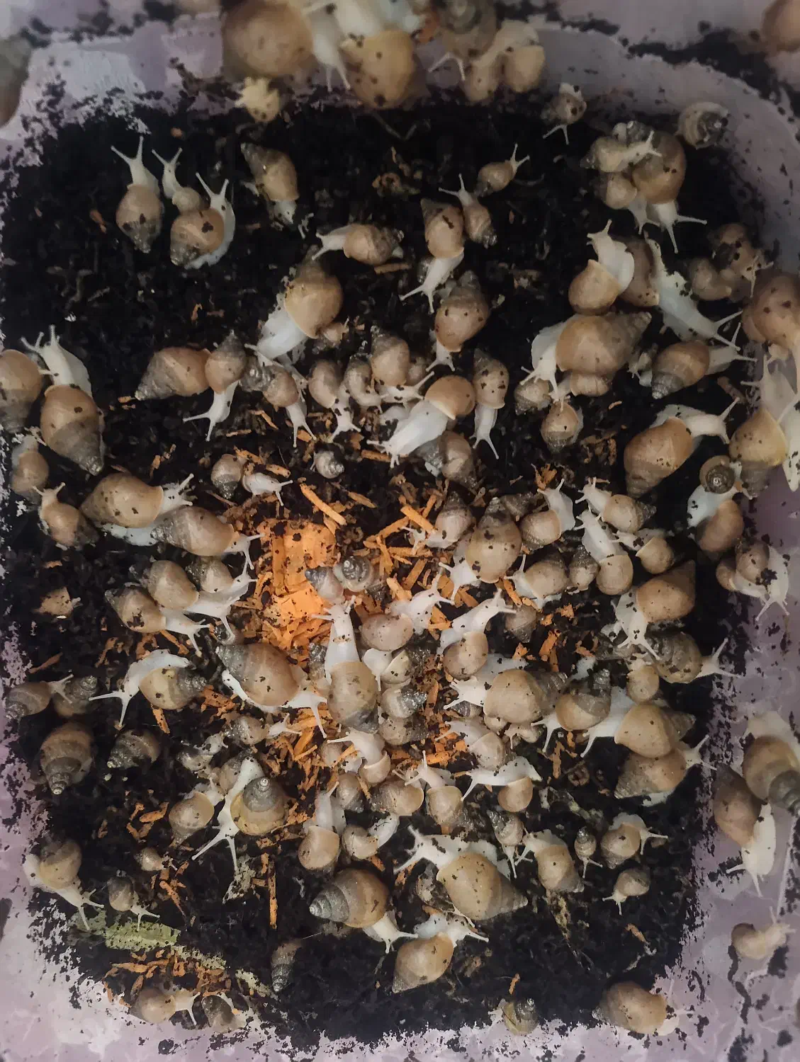 فروش حلزون طبی با خاک مخصوص|آرایشی، بهداشتی، درمانی|فسا, |دیوار