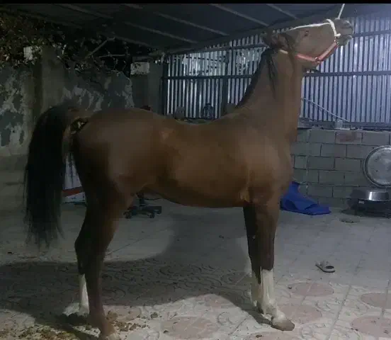 کره اسب نر سالار ۲|اسب و تجهیزات اسب‌سواری|یاسوج, |دیوار