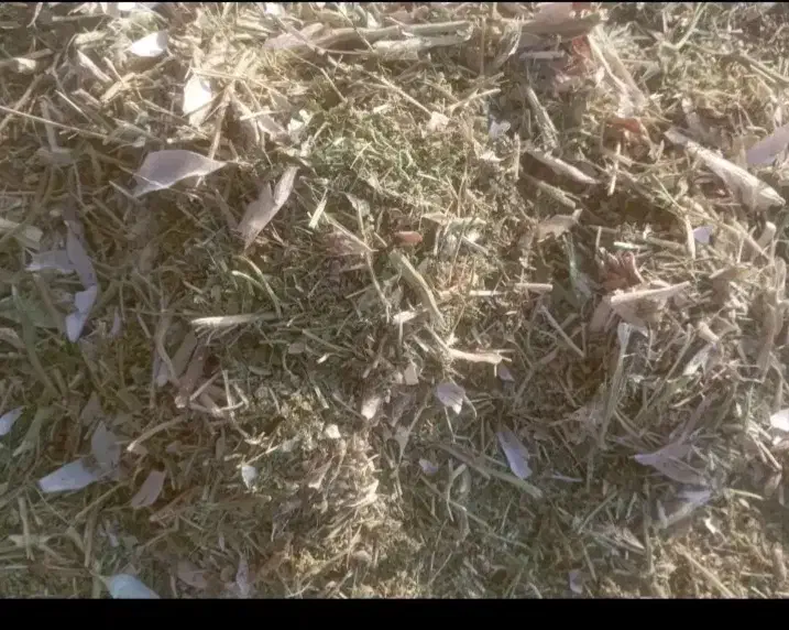 کاه لوبیا قرمز|لوازم جانبی حیوانات|سجاس رود, |دیوار