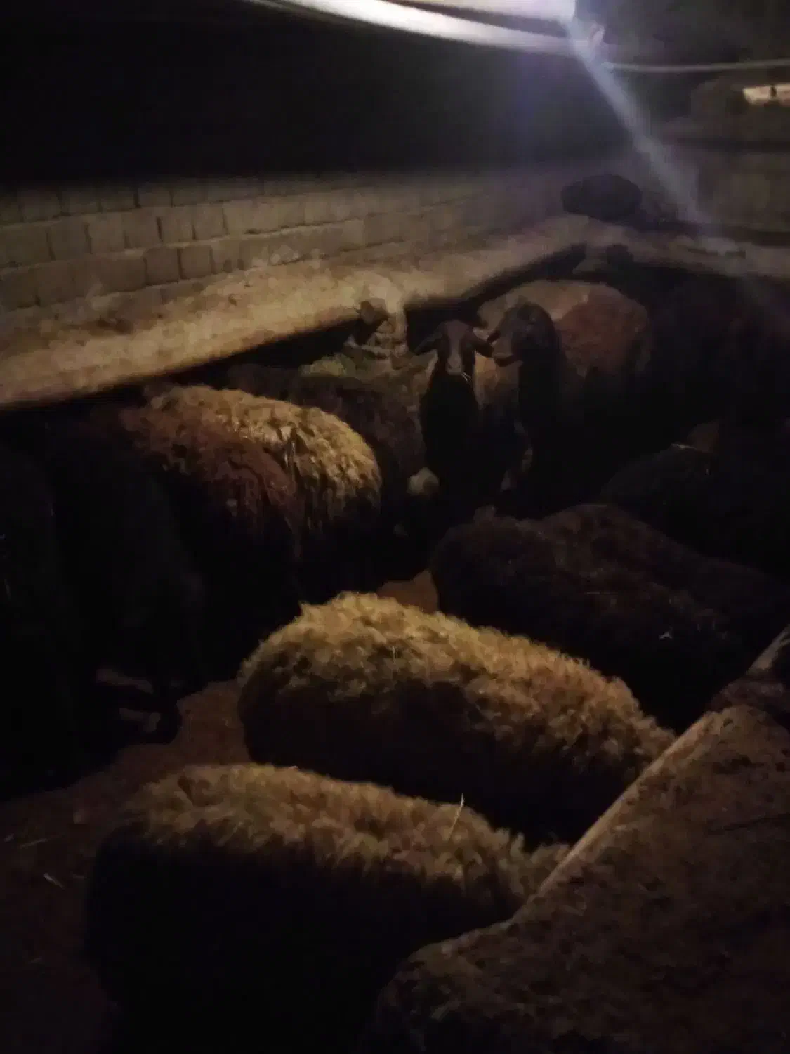 گوسفند ماده|لوازم جانبی حیوانات|هشترود, |دیوار