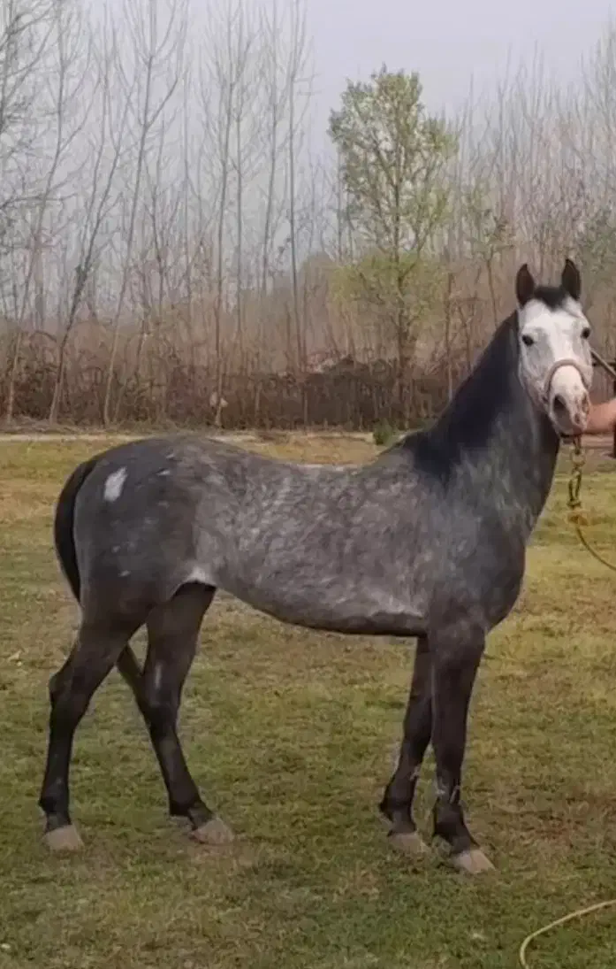 فروش اسب نریان کرد|اسب و تجهیزات اسبسواری|سیاهکل, |دیوار