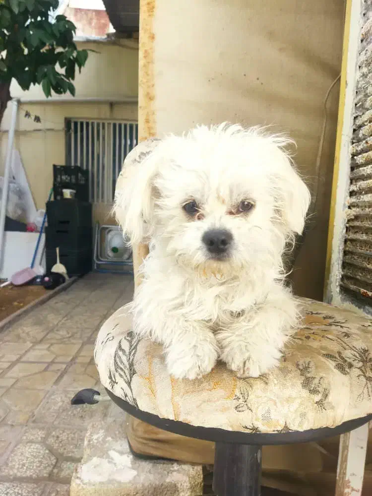 فروش دو سگ نر و ماده|سگ|شیراز, طلاب|دیوار