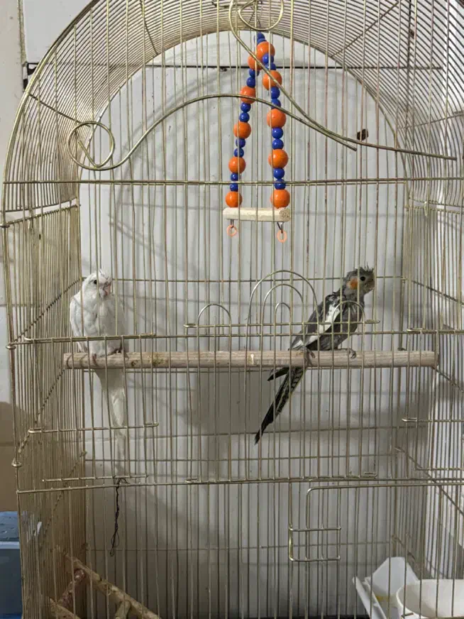 عروس هلندی|پرنده|قم, بکایی|دیوار