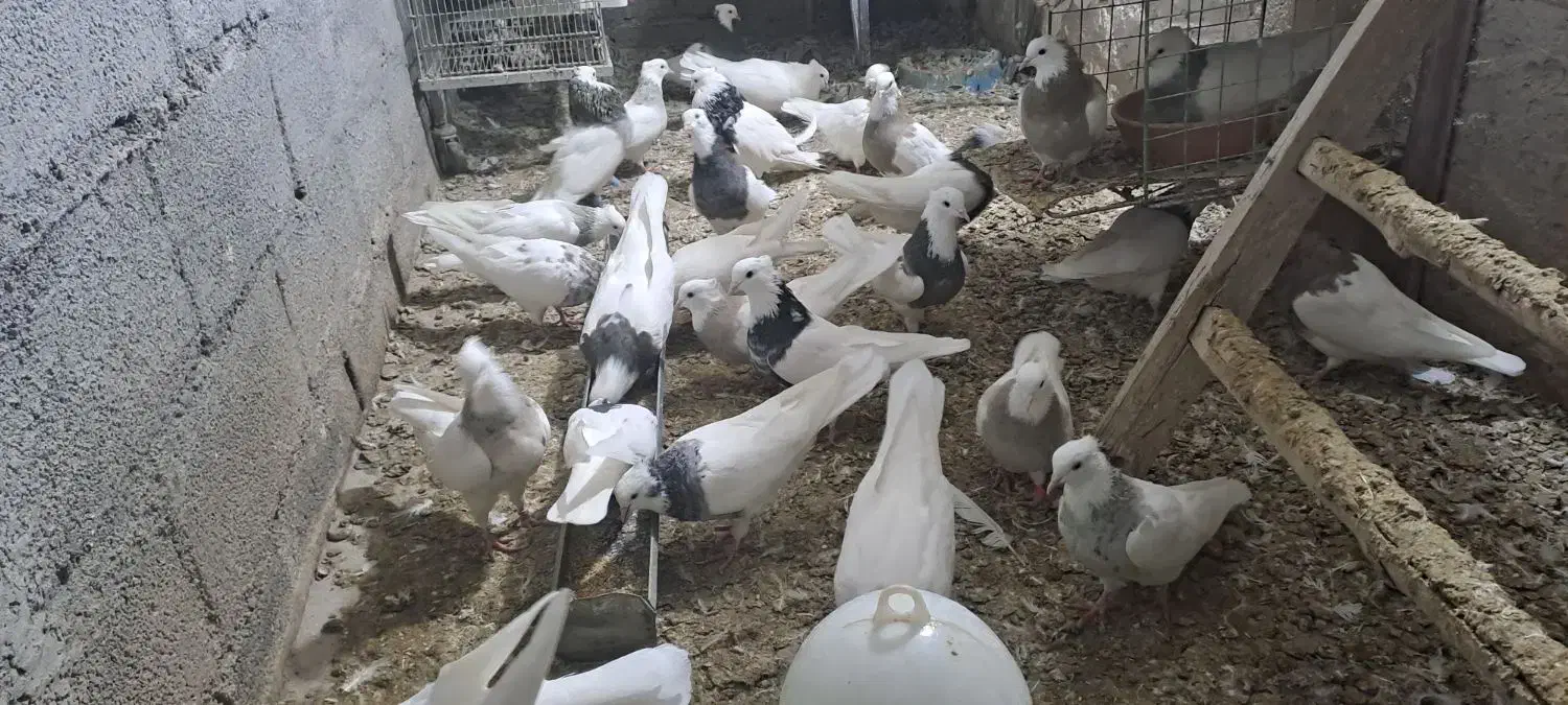 کبوتر طوقی در رنگ و خال های مختلف|پرنده|قروه, |دیوار