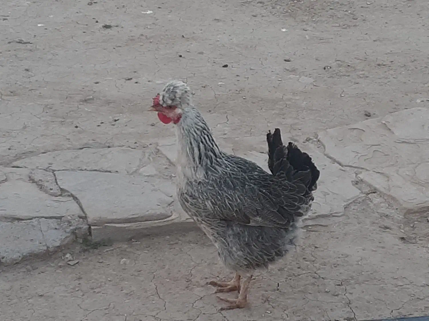 مرغ لری|حیوانات مزرعه|مسجد سلیمان, |دیوار