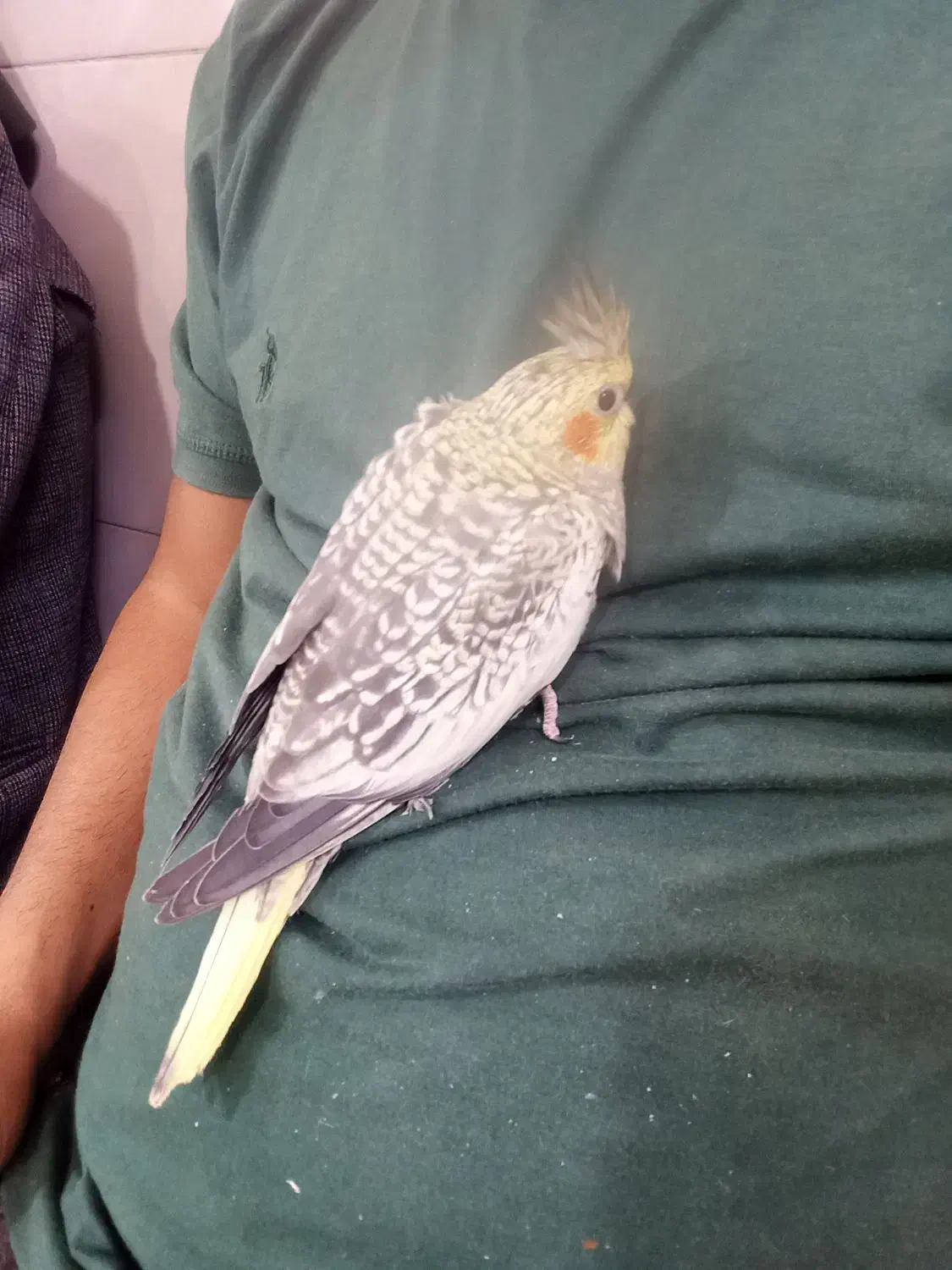 جوجه عروس هلندی|پرنده|تهران, خاک سفید|دیوار